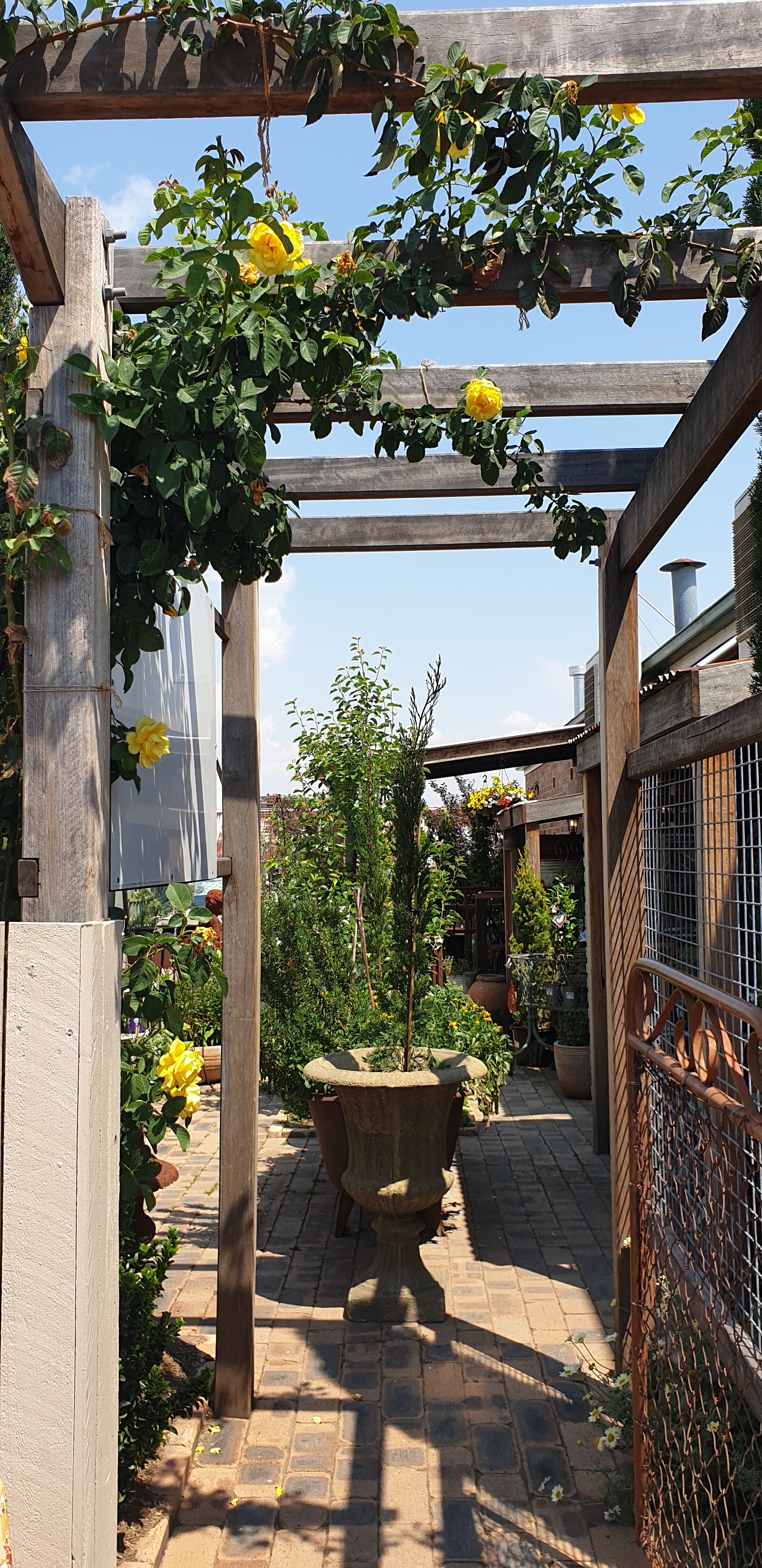 Garden path under a timber pergola covered in yellow climbing roses
